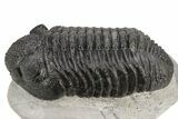 Large Phacopid (Drotops) Trilobite - Mrakib, Morocco #235795-2